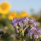 Phacelia vor Sonnenblumen