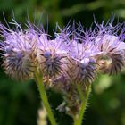 Phacelia wird häufig als Bienenweide für Honigbienen angesät.