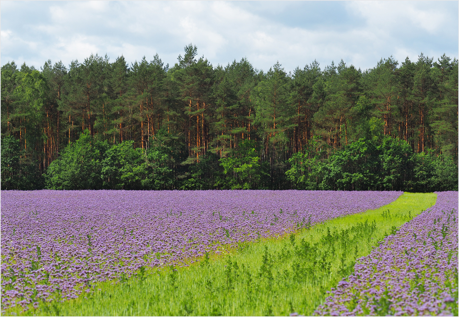 Phacelia......Bienenfreund