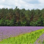 Phacelia......Bienenfreund