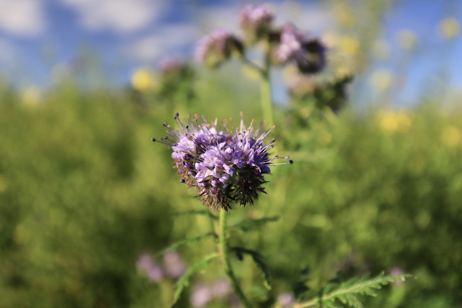 Phaceliablüte im Herbst 2019