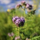 Phaceliablüte im Herbst 2019