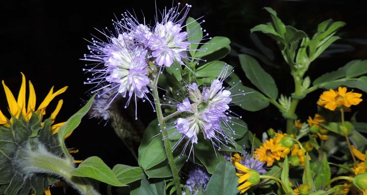 Phacélie à feuilles de Tanaisie