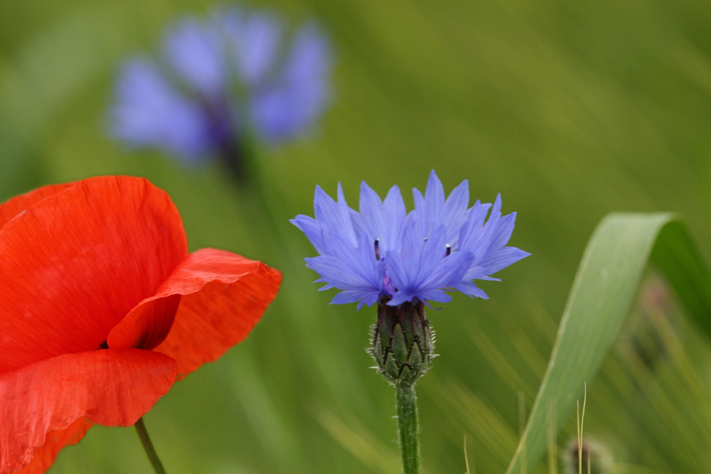 Phänologie, die Farben des Frühsommers