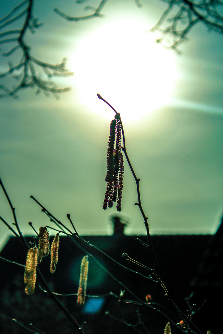 Phänologischer Vorfrühling