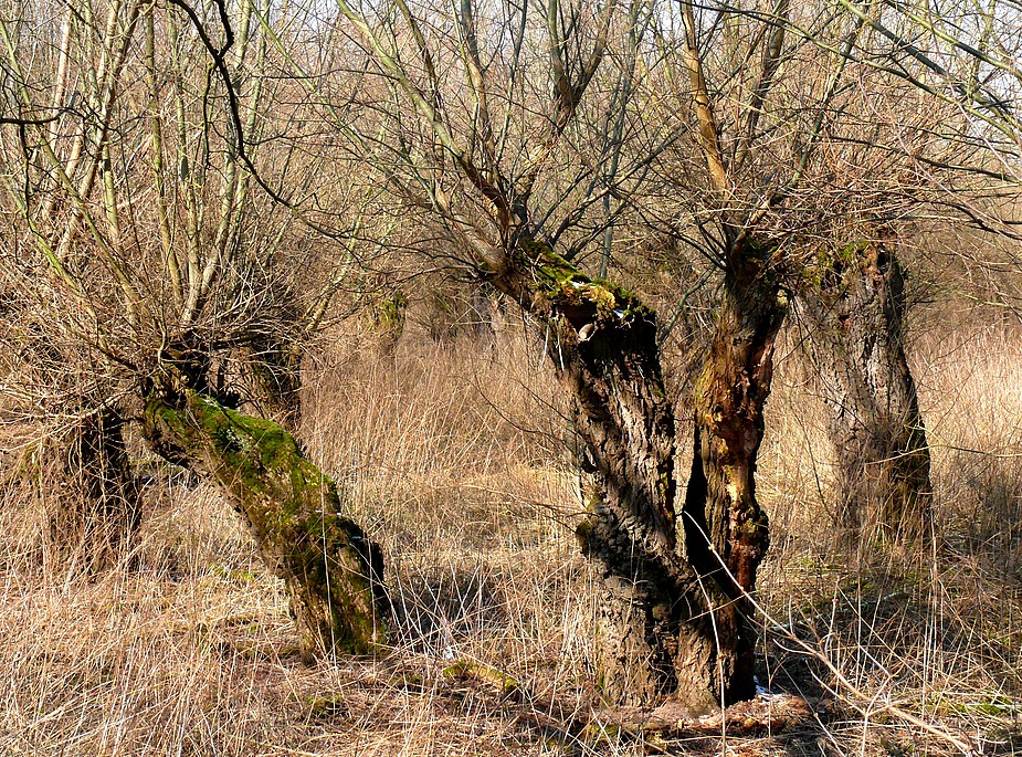 Phänomen Kopfweide