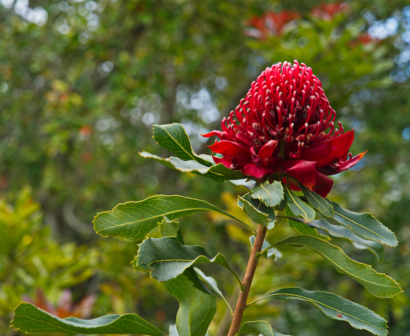 Phaeomeria Magnifica