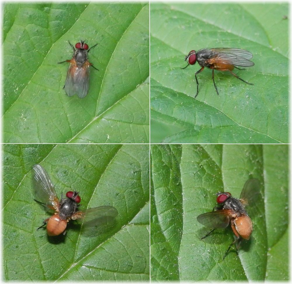 Phaeonia subventa oder P. rufiventris - Männchen