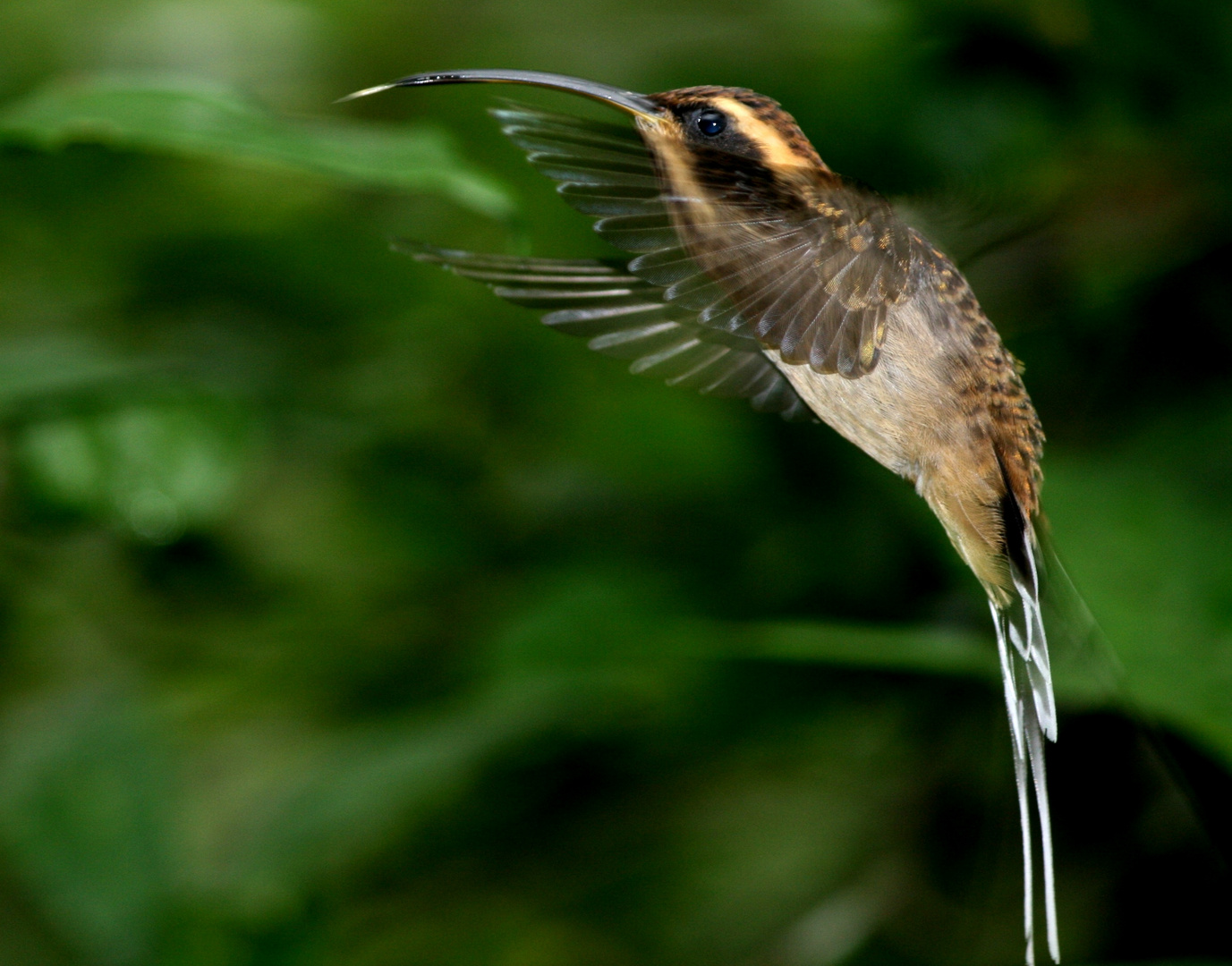 Phaethornis rupurumii oder squalidus - Iguazu