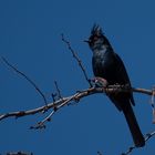 Phainopepla