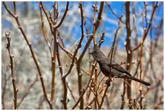 Phainopepla / Trauerseidenschnäpper