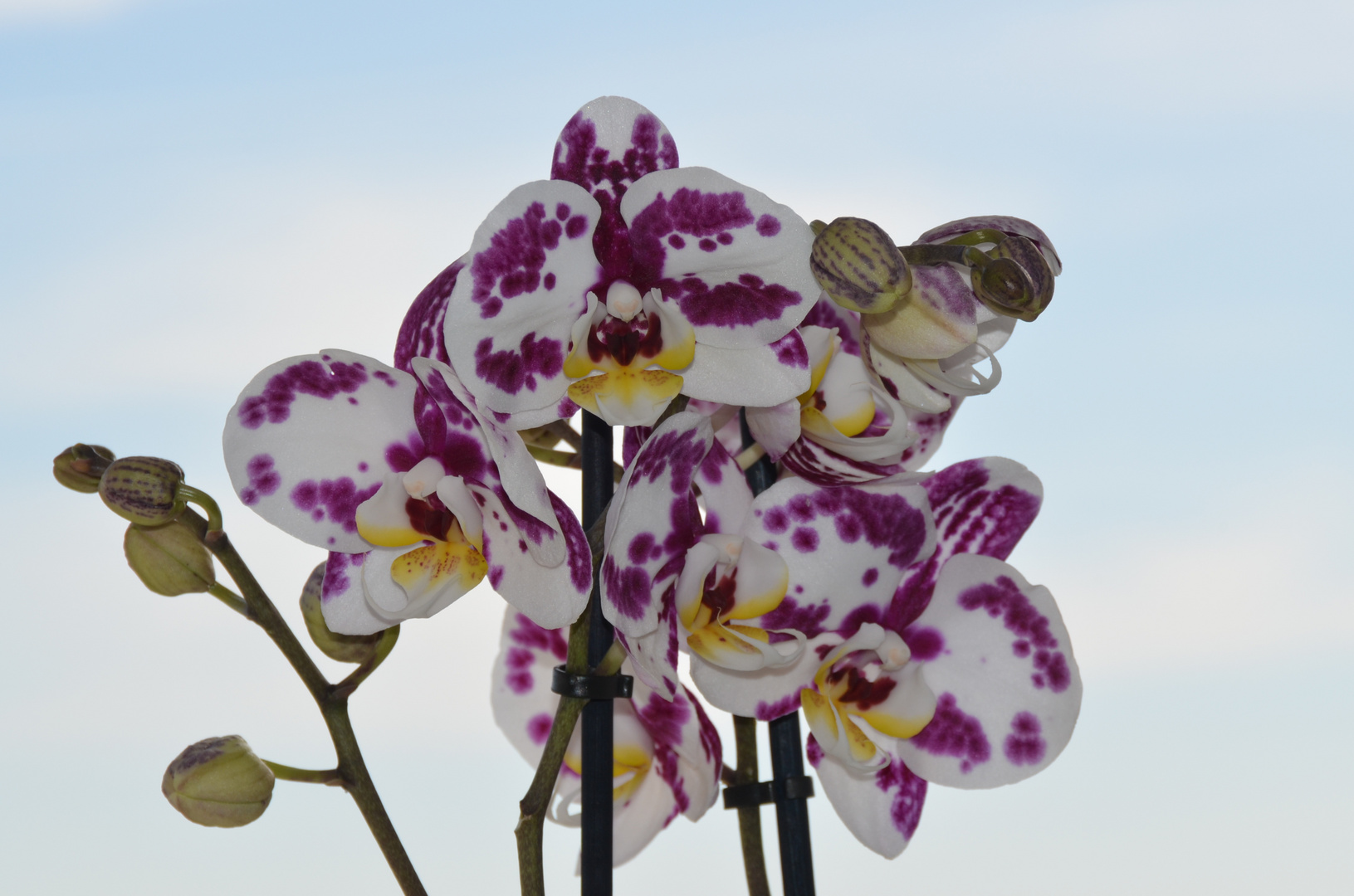 PHAL AENOPSIS