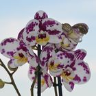 PHAL AENOPSIS