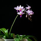 Phal. equestris 1