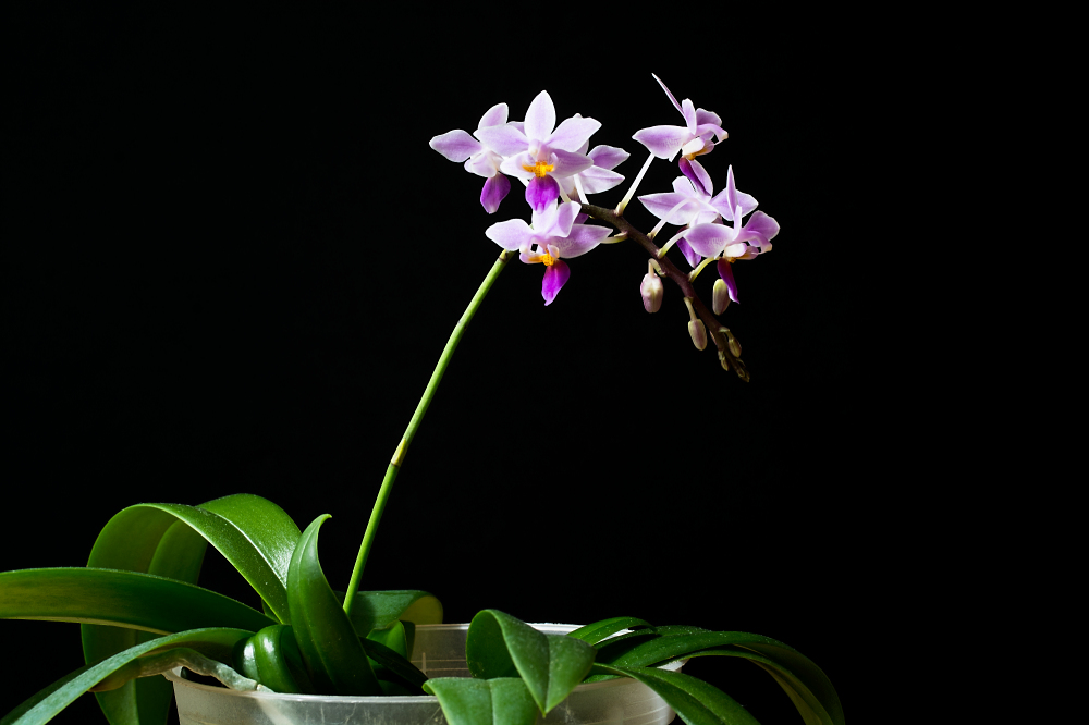 Phal. equestris 1