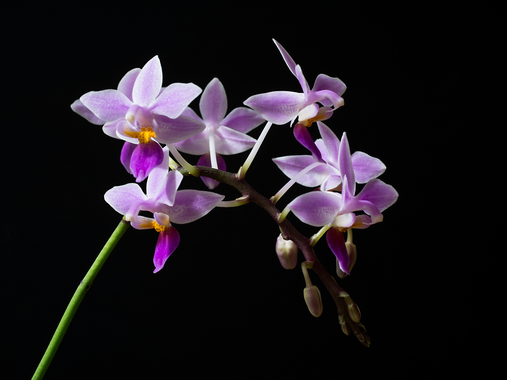 Phal. equestris 2