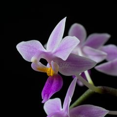 Phal. equestris 3