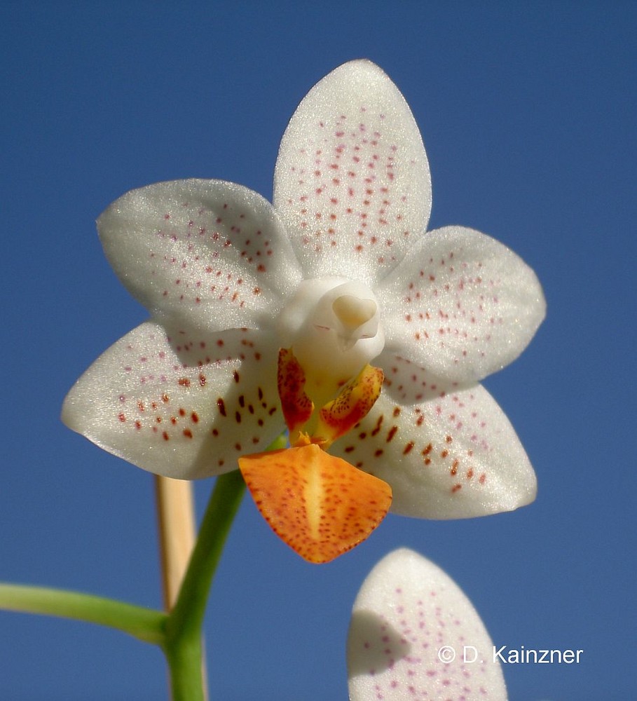 Phal. Minimark