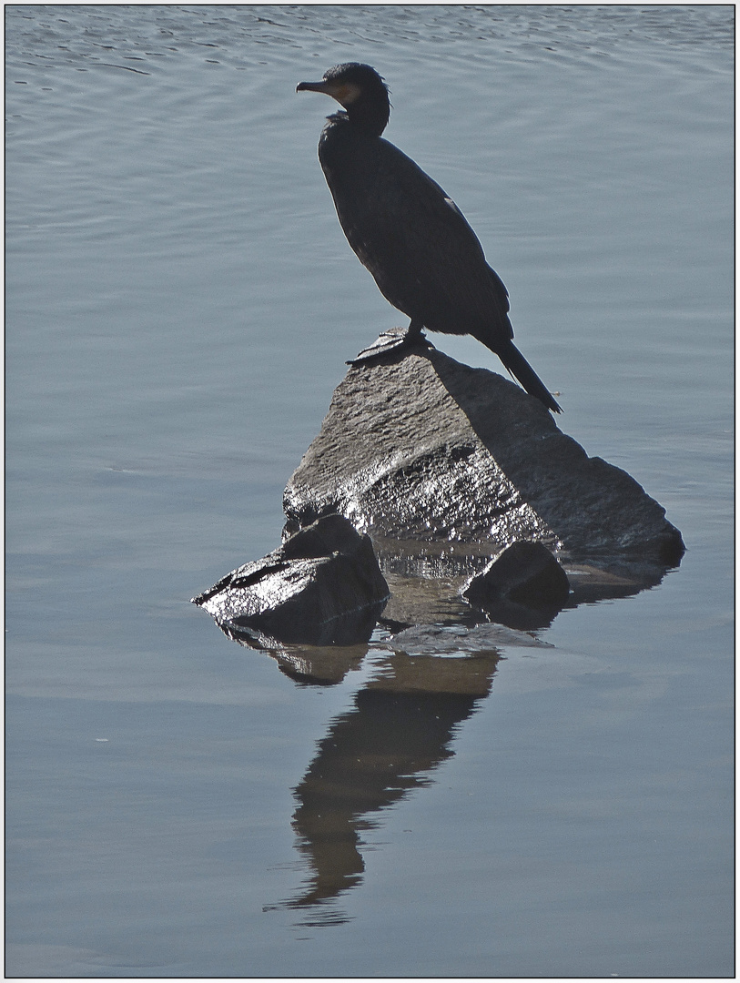 Phalacrocoracidae