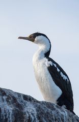 Phalacrocorax atriceps - Imperial cormorant - Blauaugenkormoran