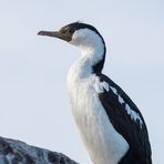 Phalacrocorax atriceps - Imperial cormorant - Blauaugenkormoran