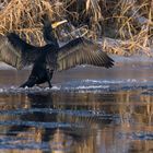 Phalacrocorax auf Eis