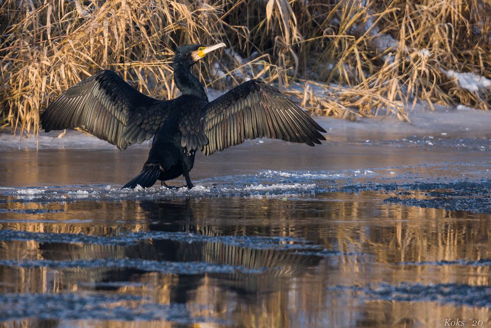 Phalacrocorax auf Eis