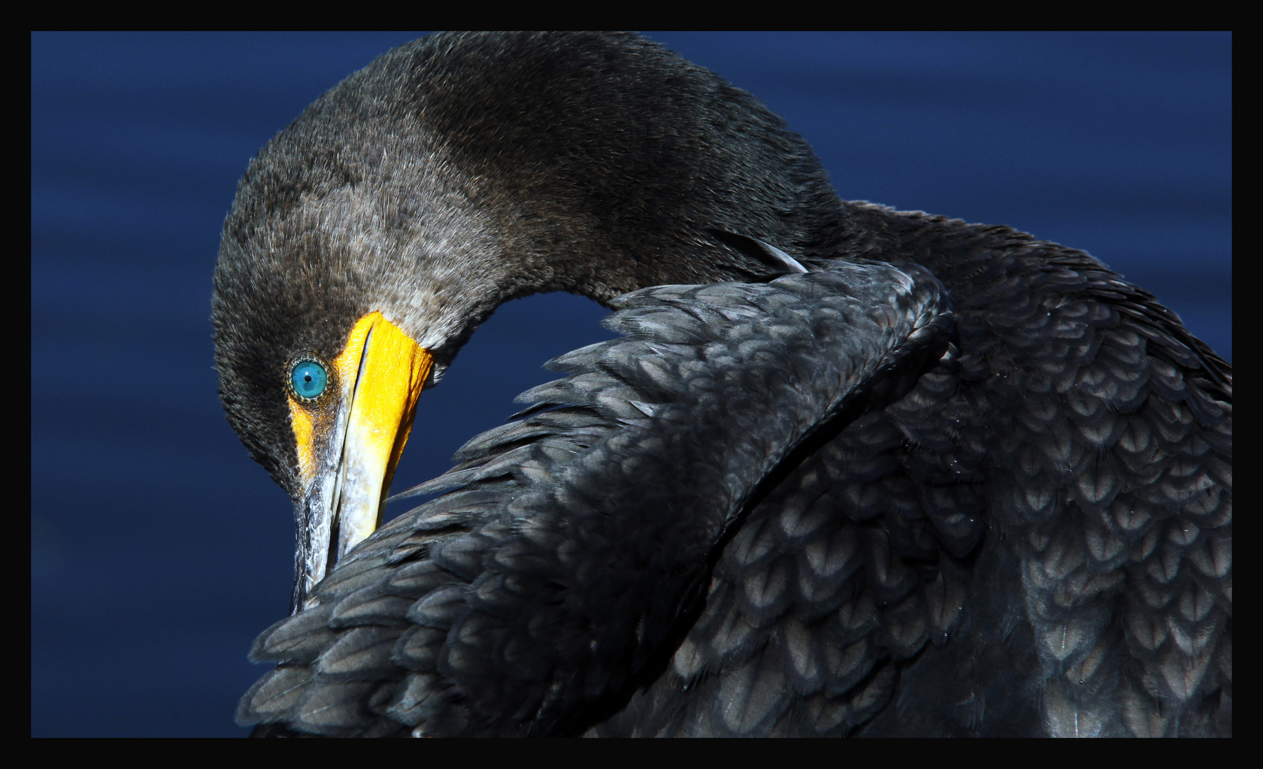 Phalacrocorax auritus floridanus Nr.1