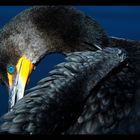 Phalacrocorax auritus floridanus Nr.1