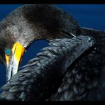 Phalacrocorax auritus floridanus Nr.1