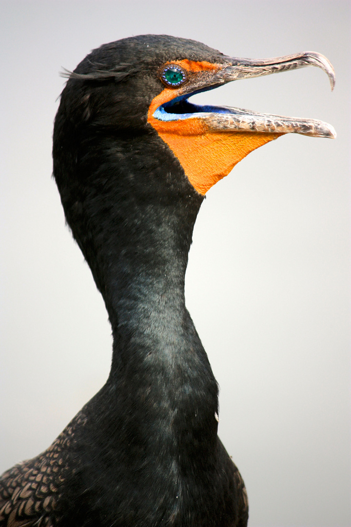 Phalacrocorax auritus (Ohrenscharbe)