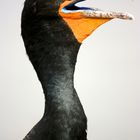 Phalacrocorax auritus (Ohrenscharbe)