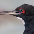 Phalacrocorax bougainvilli