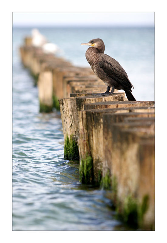 Phalacrocorax carbo