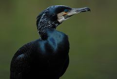 Phalacrocorax carbo