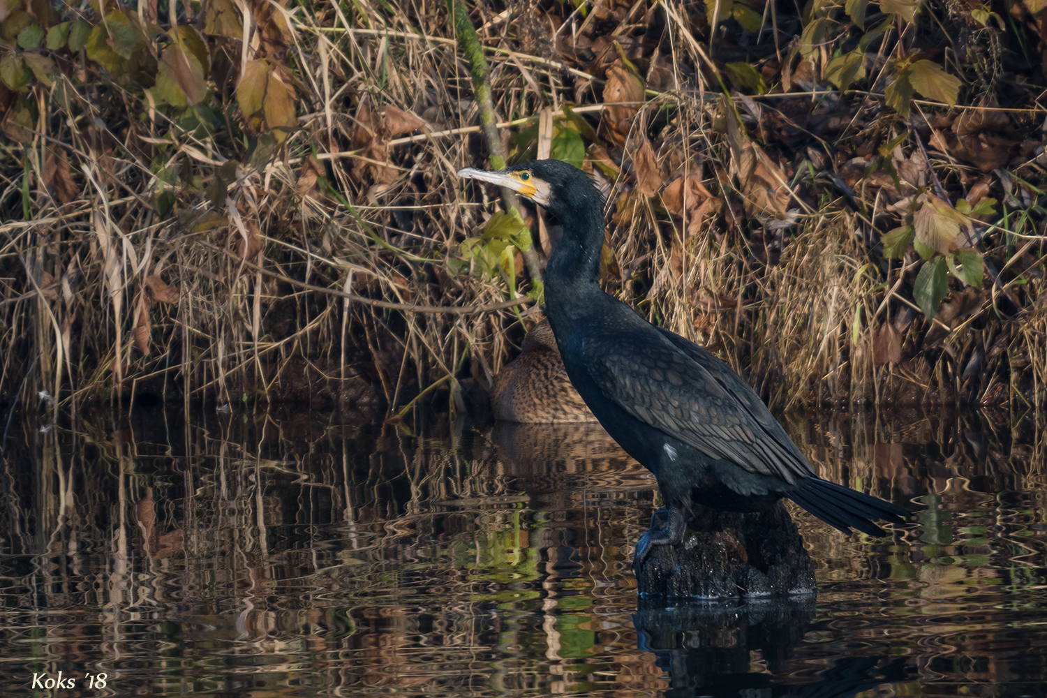 Phalacrocorax carbo