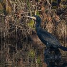 Phalacrocorax carbo