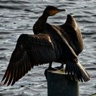 Phalacrocorax carbo