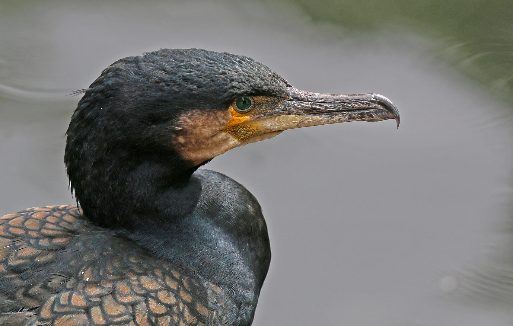 Phalacrocorax carbo