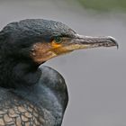 Phalacrocorax carbo