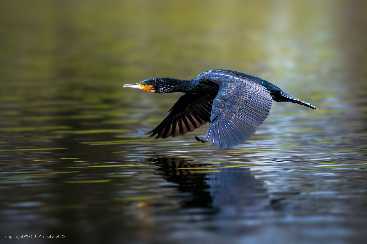 Phalacrocorax Carbo