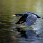 Phalacrocorax Carbo