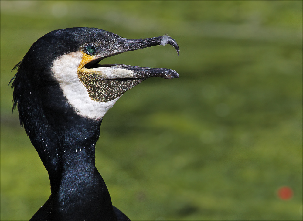 Phalacrocorax carbo