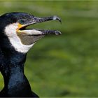 Phalacrocorax carbo