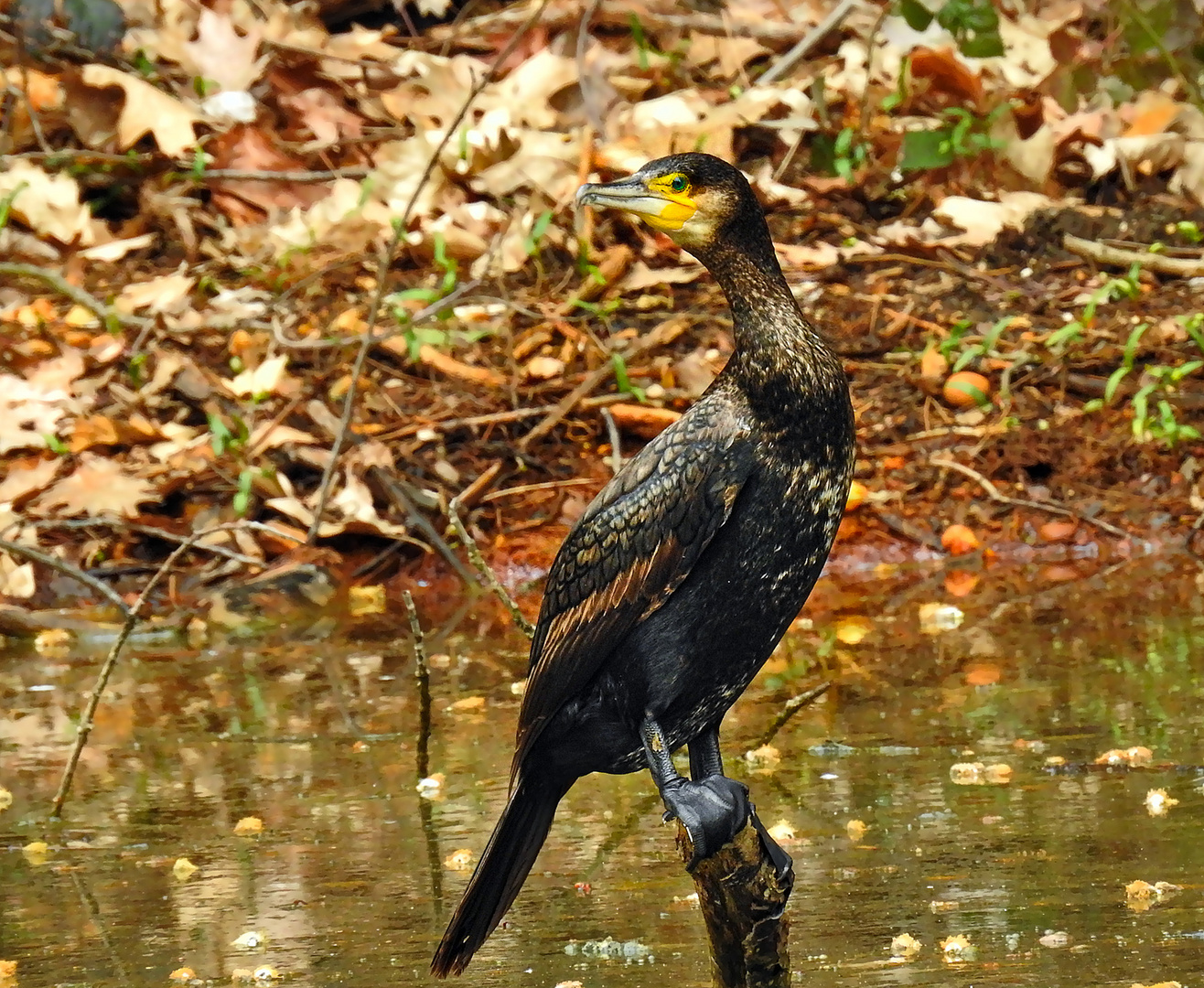 Phalacrocorax carbo