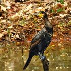 Phalacrocorax carbo