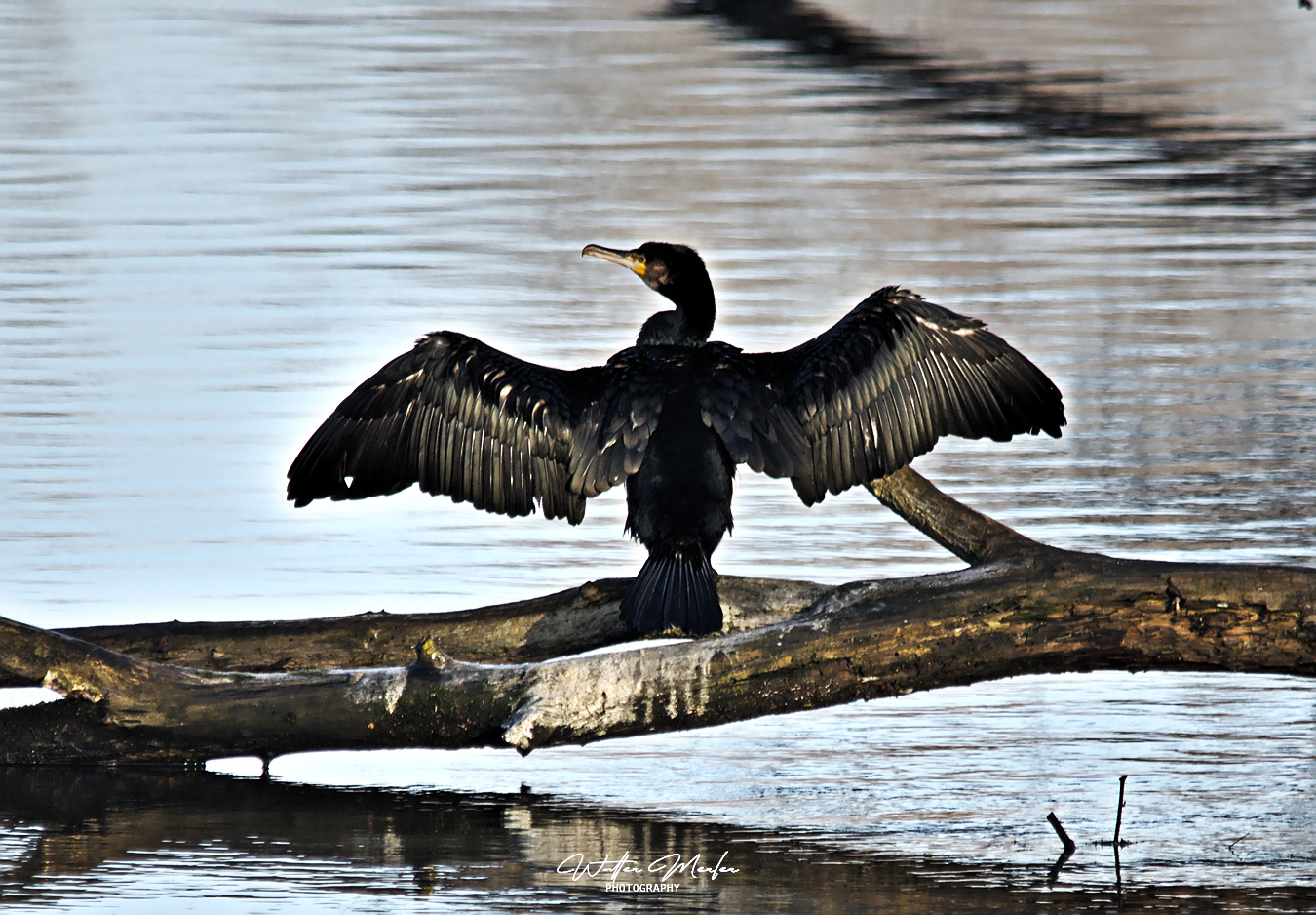 Phalacrocorax carbo