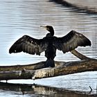 Phalacrocorax carbo