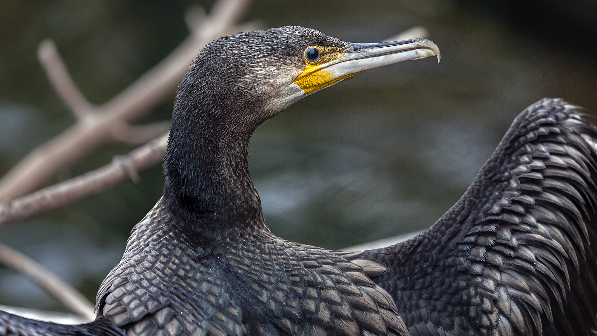 Phalacrocorax carbo