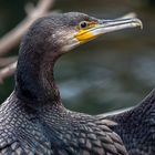 Phalacrocorax carbo